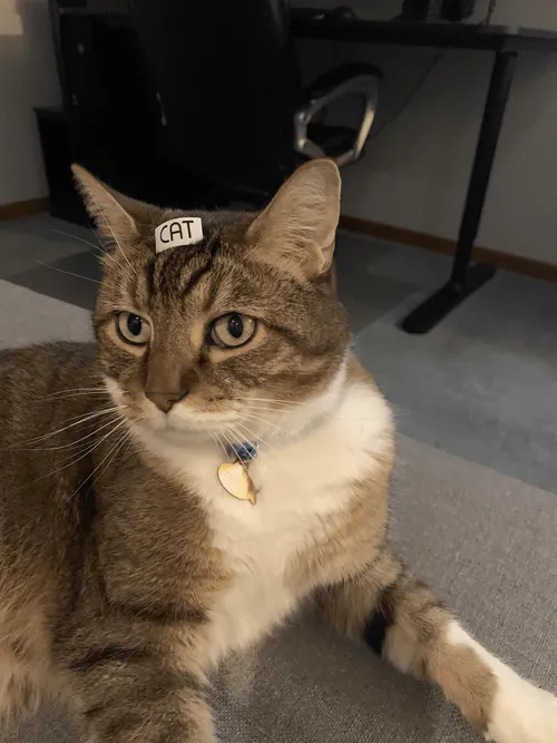cat_with_yes