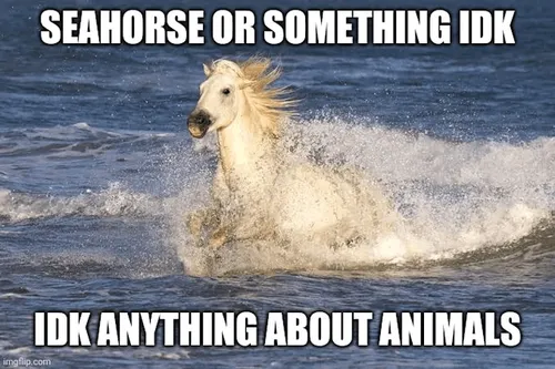 meme_horse_in_the_sea