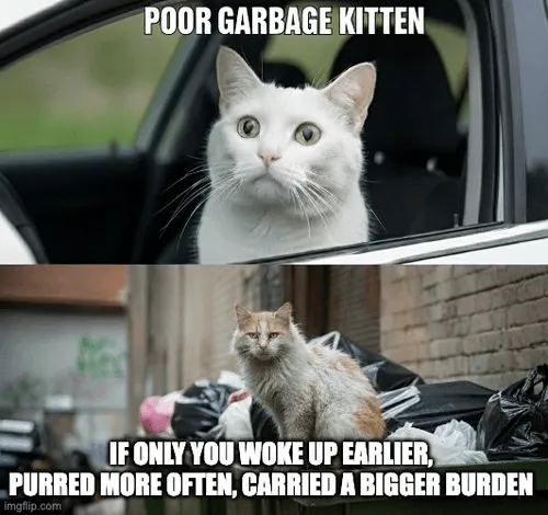 meme_garbage_kitten